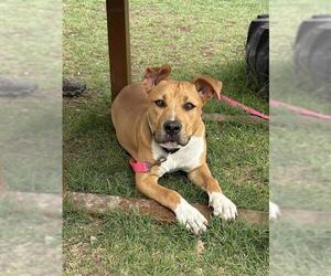 American Staffordshire Terrier-Unknown Mix Dogs for adoption in San Antonio, TX, USA
