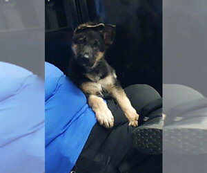 German Shepherd Dog Dogs for adoption in Fayetteville, NC, USA
