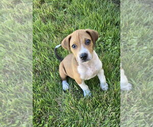 Beagle-Unknown Mix Dogs for adoption in FRAMINGHAM, MA, USA