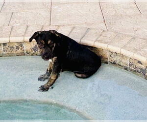 Mutt Dogs for adoption in Royal Palm Beach, FL, USA