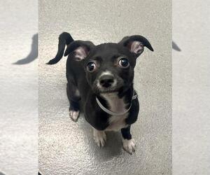 Chihuahua Dogs for adoption in San Francisco, CA, USA