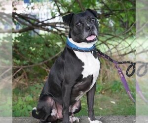 Boxador Dogs for adoption in Whitestone, NY, USA
