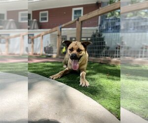 Chowweiler Dogs for adoption in Leavenworth, KS, USA