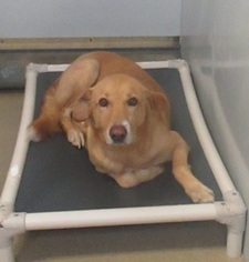 Golden Labrador Dogs for adoption in Smithfield, NC, USA