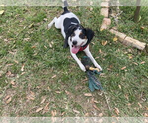 Beagle-Unknown Mix Dogs for adoption in Tampa, FL, USA