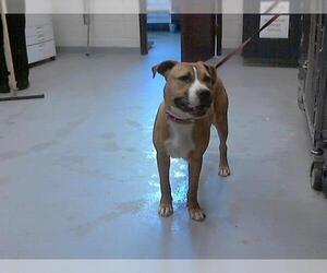 Bullboxer Pit Dogs for adoption in Fayetteville, NC, USA