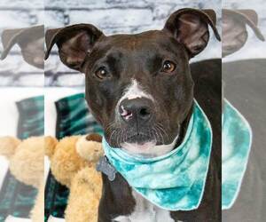 Boxador Dogs for adoption in Kennesaw, GA, USA