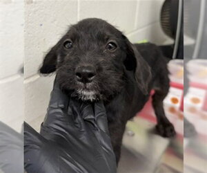 Mutt Dogs for adoption in San Bernardino, CA, USA