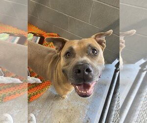 American Staffordshire Terrier Dogs for adoption in Lawrenceville, NJ, USA
