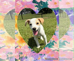 Mutt Dogs for adoption in Abbeville, LA, USA