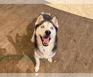 Siberian Husky Dogs for adoption in Orange, CA, USA