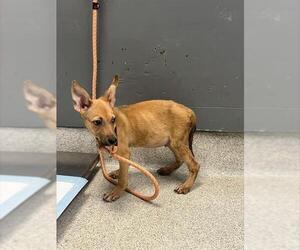 American Pit Bull Terrier-German Shepherd Dog Mix Dogs for adoption in Tallahassee, FL, USA