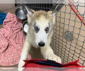 Siberian Husky Dogs for adoption in Fort Wayne, IN, USA