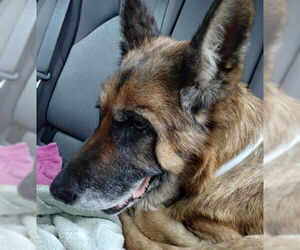 German Shepherd Dog Dogs for adoption in Alameda, CA, USA