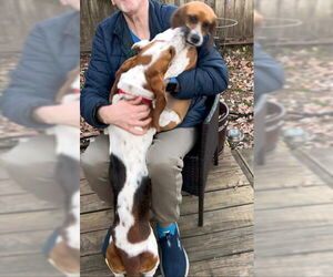 Basset Hound Dogs for adoption in Deepwater, NJ, USA