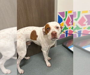 Pointer-Unknown Mix Dogs for adoption in Baytown, TX, USA