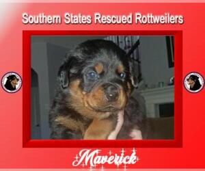 Mutt Dogs for adoption in White Hall, AR, USA