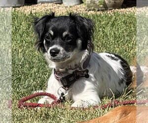 Colonial Cocker Spaniel-Unknown Mix Dogs for adoption in Santa Clara, CA, USA