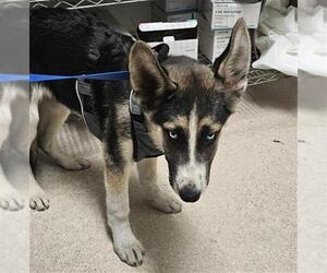 Siberian Husky-Unknown Mix Dogs for adoption in Bakersfield, CA, USA