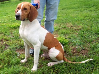 Treeing Walker Coonhound Dogs for adoption in Paris, ME, USA