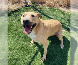 Bullmasador Dogs for adoption in Lakewood, CO, USA