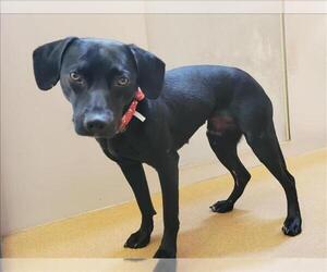 Mutt Dogs for adoption in Martinez, CA, USA
