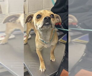 Chihuahua Dogs for adoption in San Bernardino, CA, USA