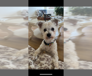 Bichon Frise-Unknown Mix Dogs for adoption in Fort Wayne, IN, USA