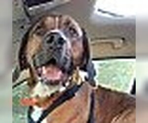 Bloodhound-Boxer Mix Dogs for adoption in RUMFORD, ME, USA