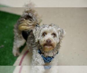 Poodle (Miniature) Dogs for adoption in Mundelein, IL, USA