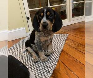 Bluetick Coonhound Dogs for adoption in New York, NY, USA