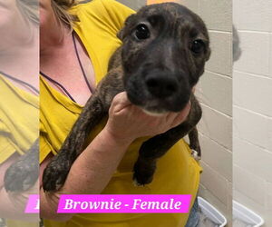 Mutt Dogs for adoption in Sheboygan, WI, USA