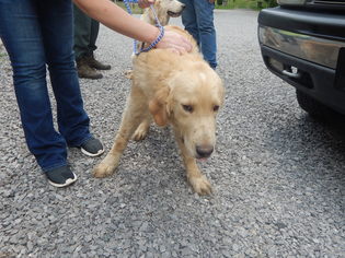 Golden Pyrenees Dogs for adoption in Pikeville, KY, USA