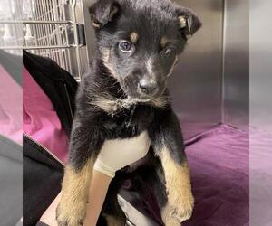 Mutt Dogs for adoption in Modesto, CA, USA