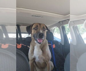 Black Mouth Cur-Unknown Mix Dogs for adoption in Woodland Hills, CA, USA