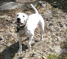 Bull Terrier Dogs for adoption in Fort Lauderdale, FL, USA