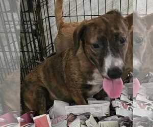 Chihuahua-Unknown Mix Dogs for adoption in Virginia Beach, VA, USA