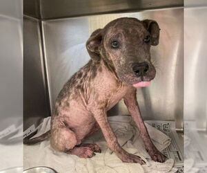 American Staffordshire Terrier-Unknown Mix Dogs for adoption in San Antonio, TX, USA