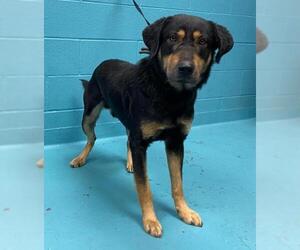Shepweiller Dogs for adoption in San Antonio, TX, USA