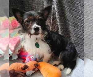 Chihuahua-Unknown Mix Dogs for adoption in Bellevue, WA, USA