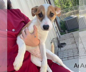 Labrador Retriever-Unknown Mix Dogs for adoption in Bristol, CT, USA