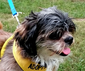 Shih Tzu Dogs for adoption in Bealeton, VA, USA