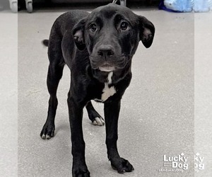 Labrador Retriever-Unknown Mix Dogs for adoption in Washington, DC, USA