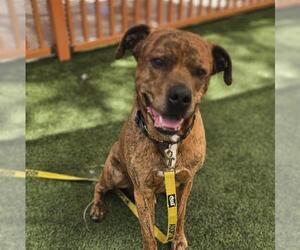 Mutt Dogs for adoption in Las Vegas, NV, USA