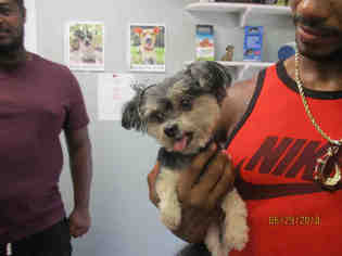 Pom-A-Poo Dogs for adoption in Fort Walton Beach, FL, USA