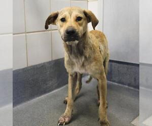 Labrador Retriever-Unknown Mix Dogs for adoption in San Antonio, TX, USA