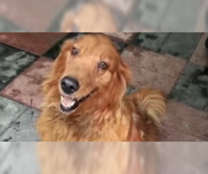 Golden Retriever Dogs for adoption in West Hollywood, CA, USA