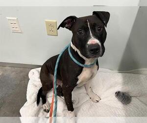 Labrador Retriever-Unknown Mix Dogs for adoption in Tavares, FL, USA