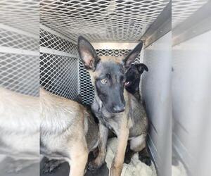 Mutt Dogs for adoption in Bakersfield, CA, USA