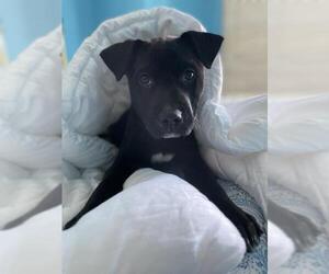 Labrador Retriever-Unknown Mix Dogs for adoption in Fredericksburg, VA, USA